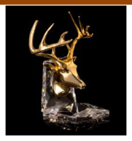 Head of deer 8/7/12